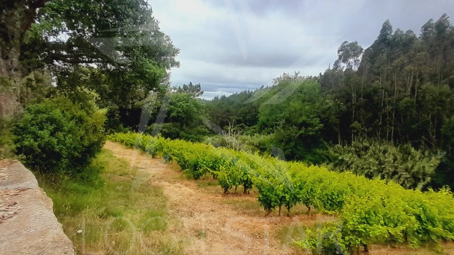 Terreno para Venda em Alvorninha