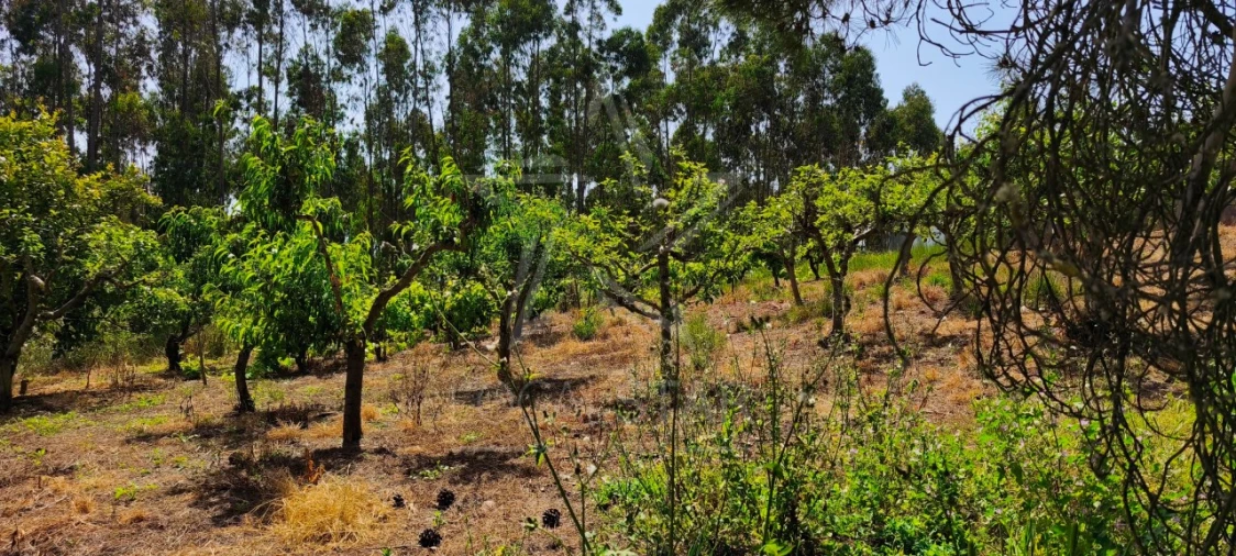 Terreno para Venda em Alvorninha Foto 13