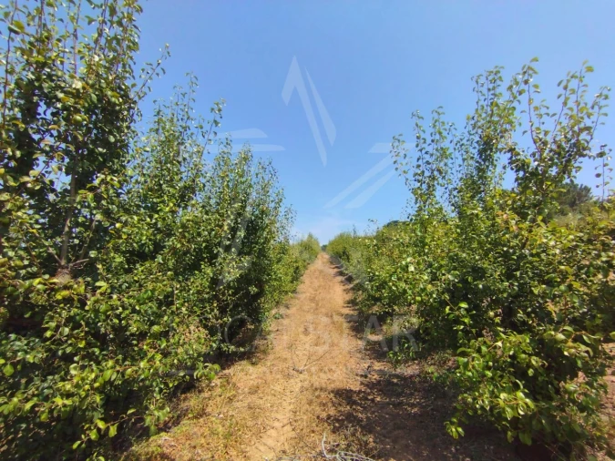 Terreno para Venda em Carvalhal Benfeito Foto 13