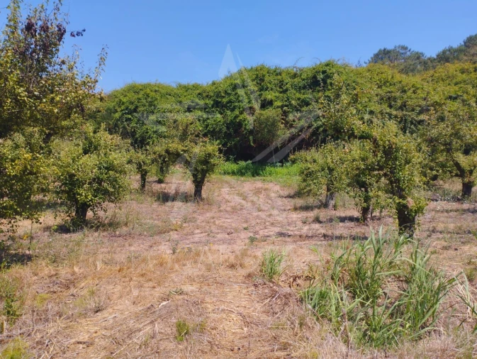Terreno para Venda em Carvalhal Benfeito Foto 24