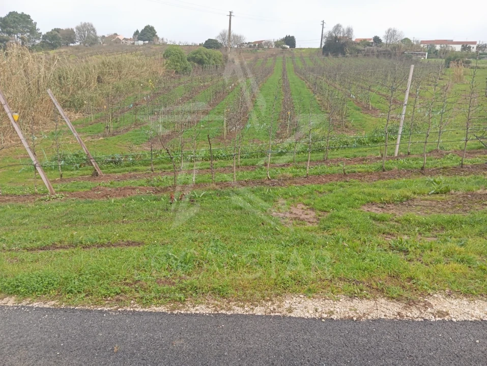 Terreno para Venda em Carvalhal Benfeito Foto 15