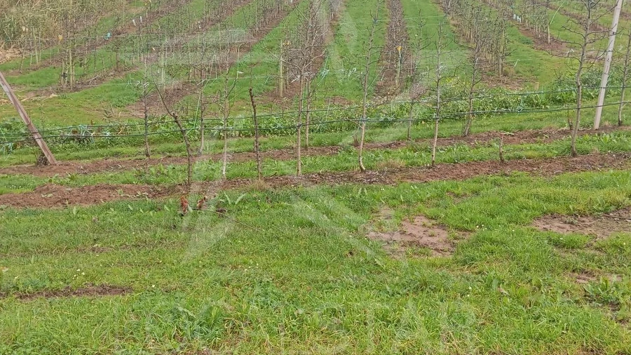 Terreno para Venda em Carvalhal Benfeito