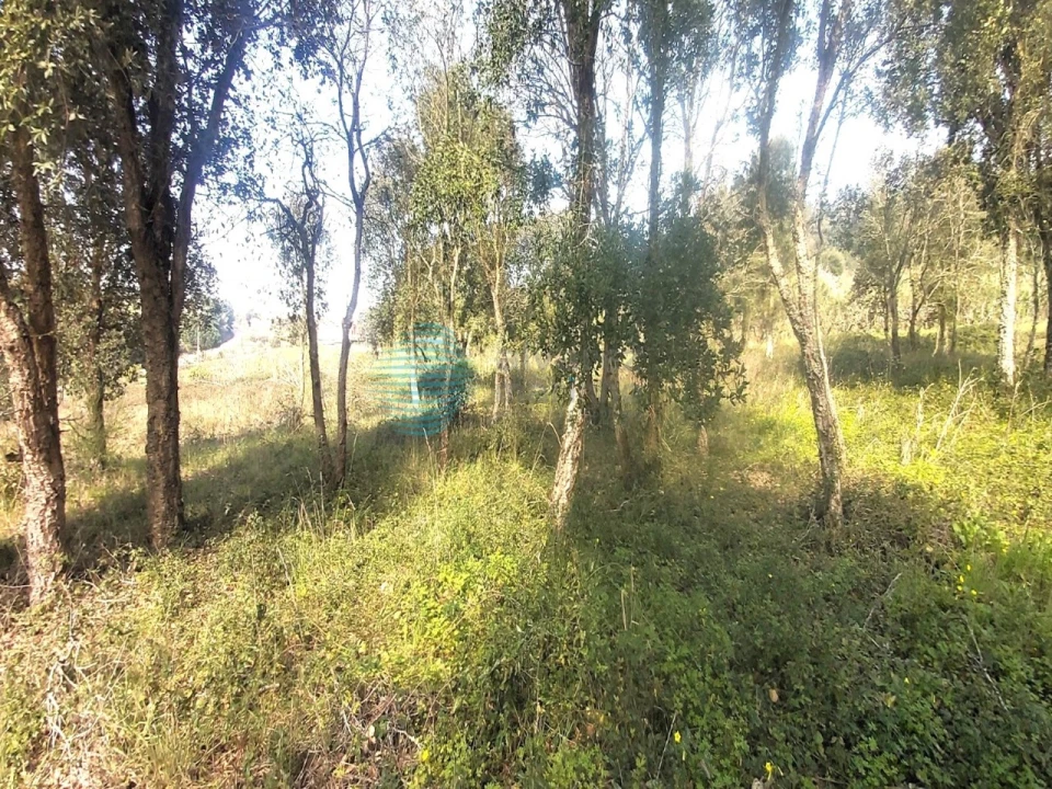 Terreno para Venda em Roliça Foto 4