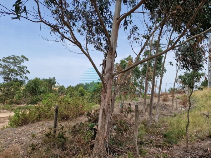 Terreno para Venda em Santa Maria, São Pedro e Matacães Foto 5