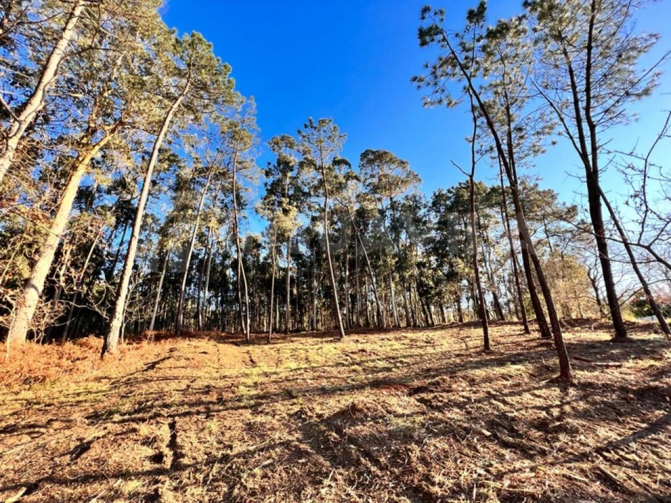 Terreno para Venda em Campos e Vila Meã Foto 9