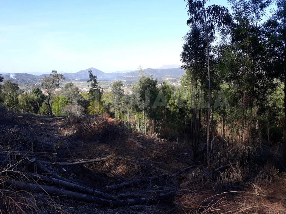 Terreno para Venda em Venade e Azevedo Foto 3