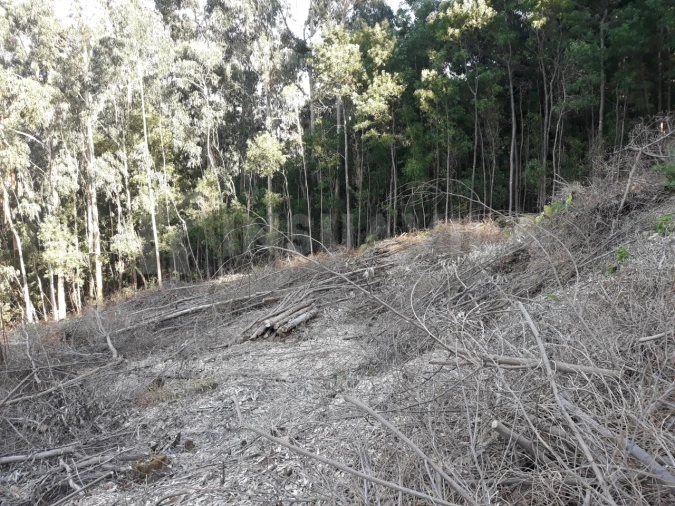 Terreno para Venda em Venade e Azevedo Foto 5