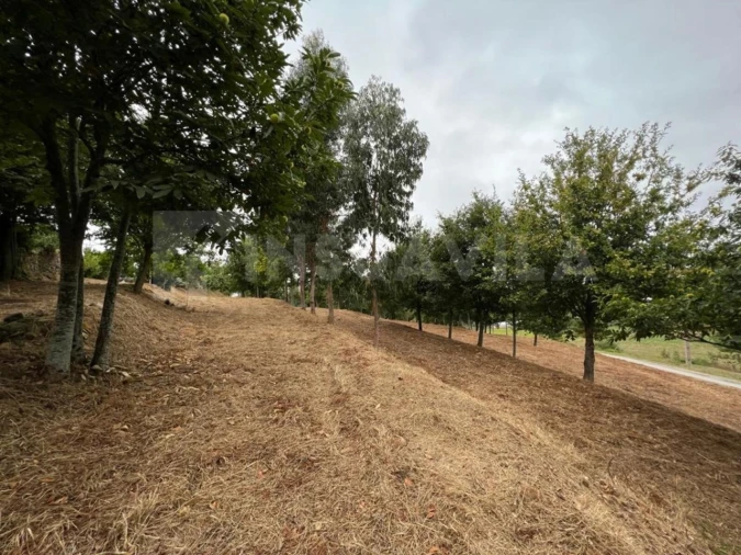 Terreno para Venda em Caminha (Matriz) e Vilarelho Foto 5