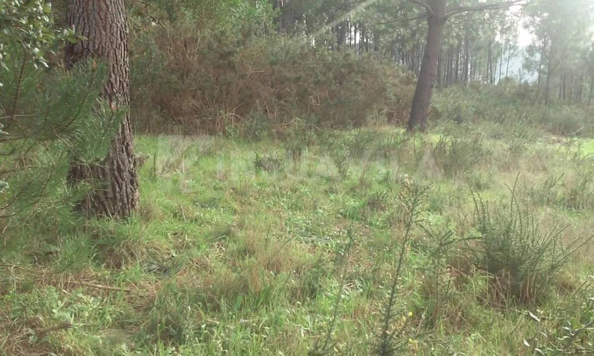 Terreno para Venda em Seixas Foto 1
