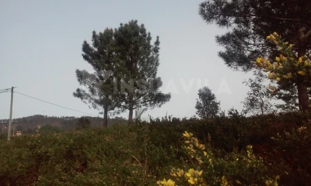 Terreno para Venda em Seixas