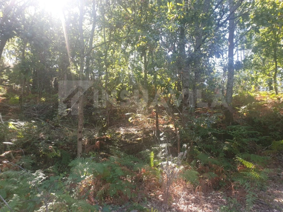 Terreno para Venda em Seixas Foto 10