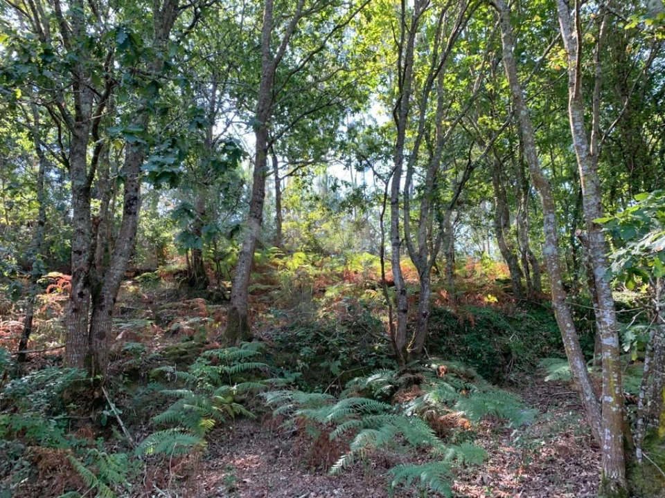 Terreno para Venda em Seixas Foto 12