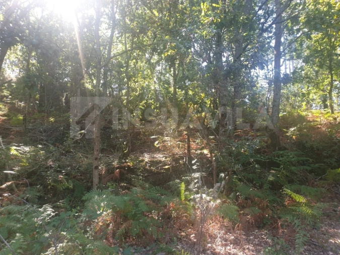 Terreno para Venda em Seixas Foto 10