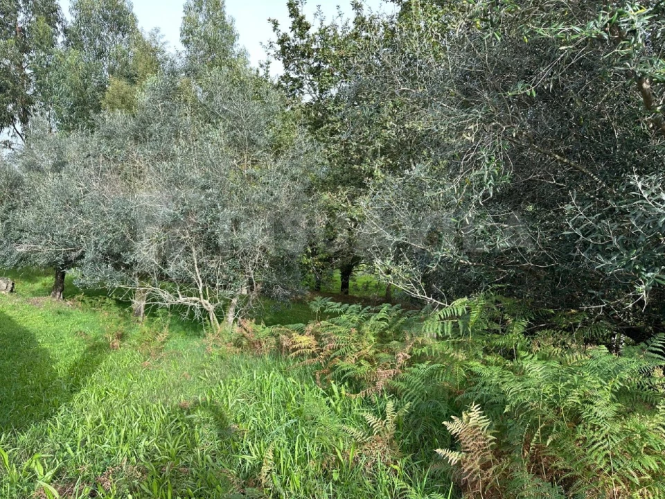 Terreno para Venda em Caminha (Matriz) e Vilarelho Foto 6