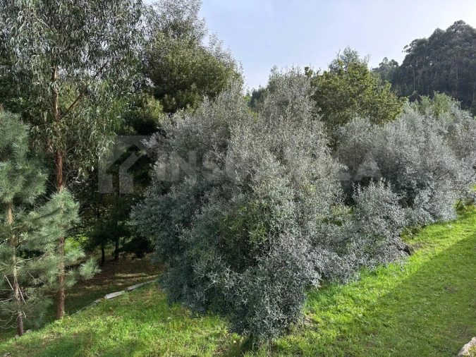 Terreno para Venda em Caminha (Matriz) e Vilarelho Foto 5