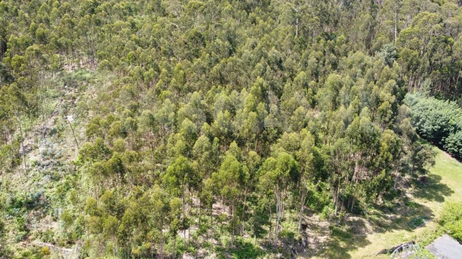Terreno para Venda em Caminha (Matriz) e Vilarelho