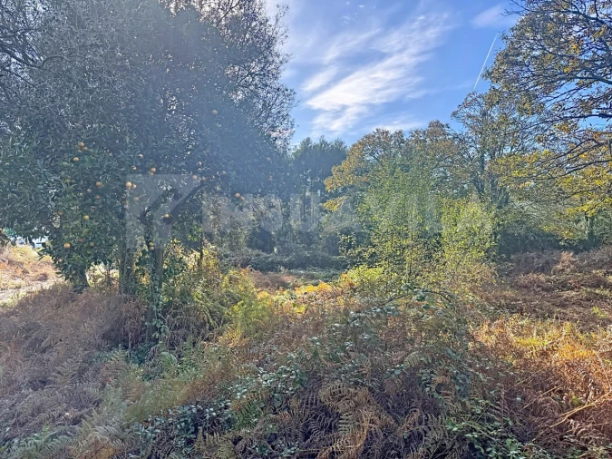 Terreno para Venda em Argela Foto 12