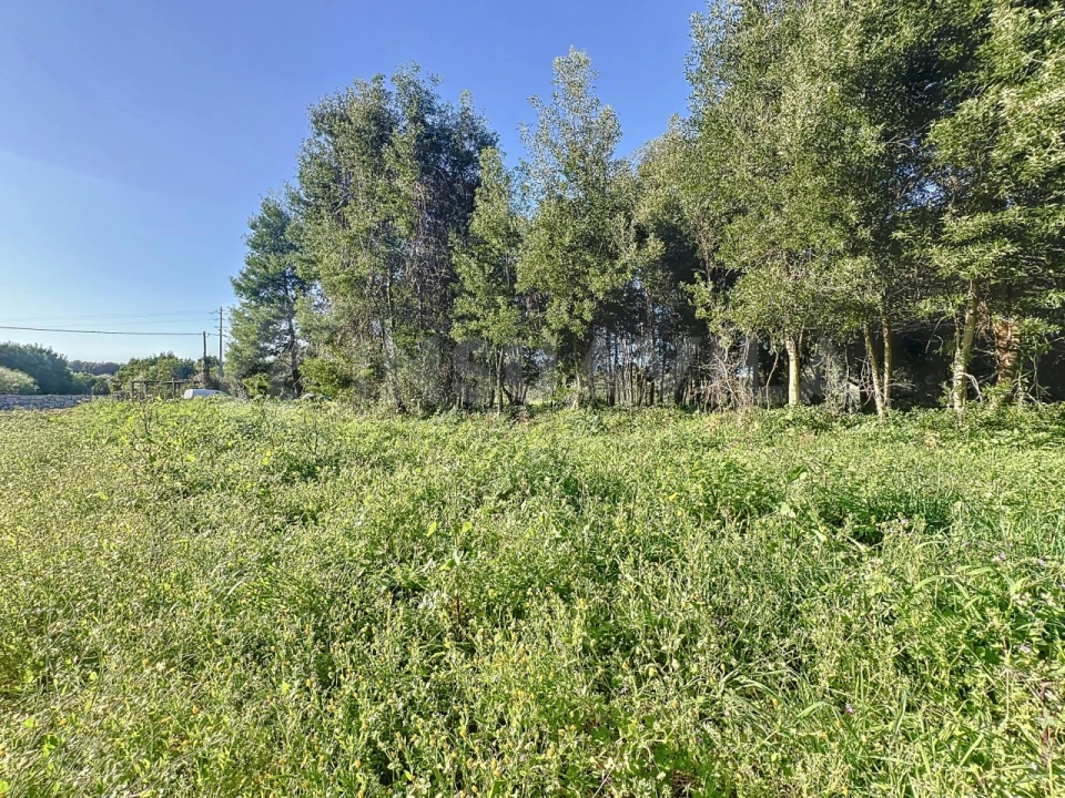 Terreno para Venda em Moledo e Cristelo Foto 6