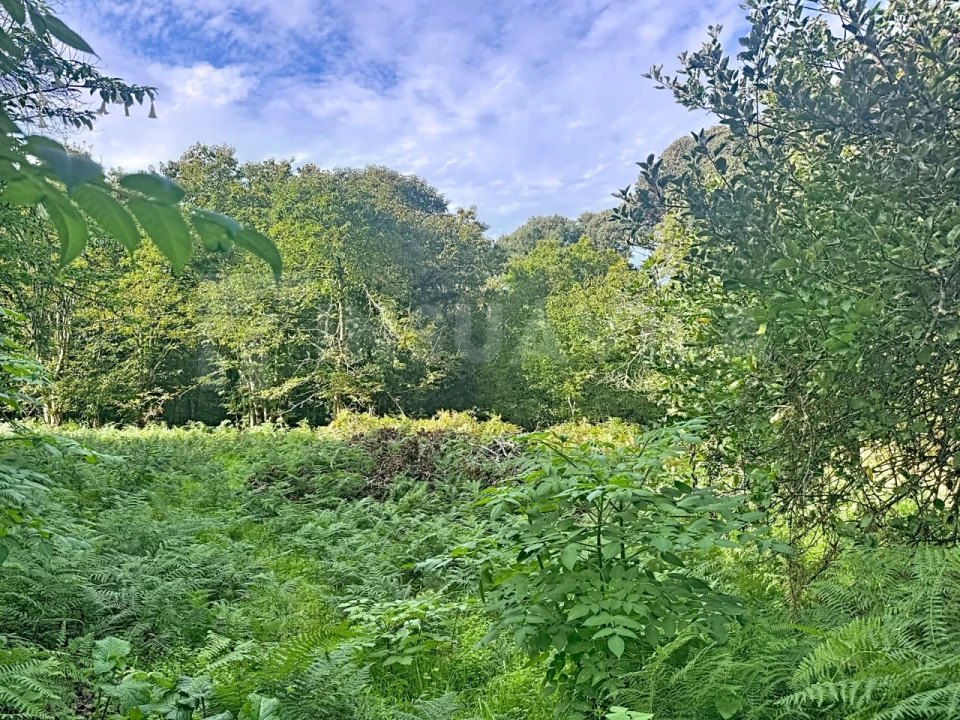 Terreno para Venda em Moledo e Cristelo Foto 4