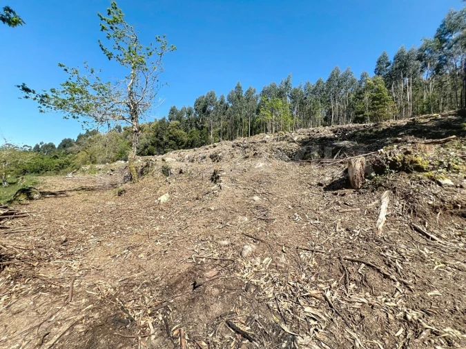 Terreno para Venda em Moledo e Cristelo Foto 16