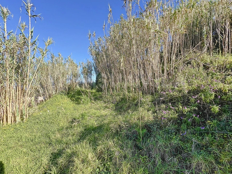 Terreno para Venda em Seixas Foto 5