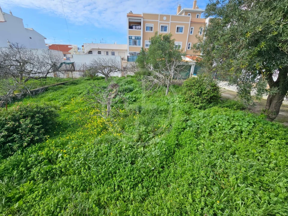 Terreno para Venda em Montenegro Foto 3