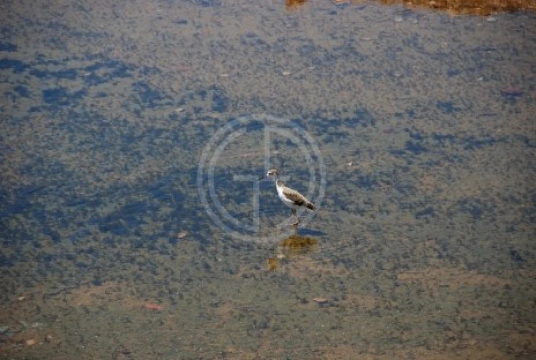 Terreno para Venda em Quelfes Foto 17