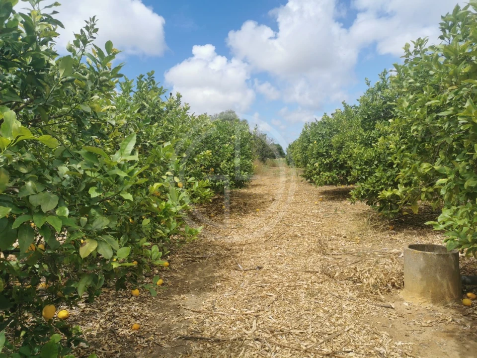 Terreno para Venda em Conceição e Estoi Foto 28