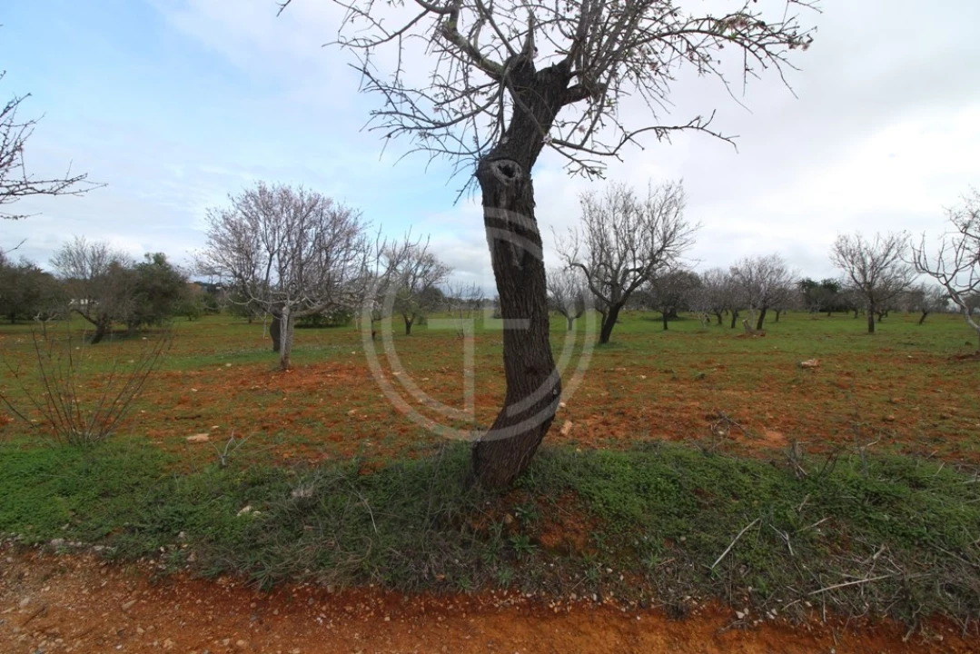 Terreno para Venda em Guia Foto 8