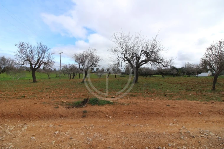 Terreno para Venda em Guia Foto 4