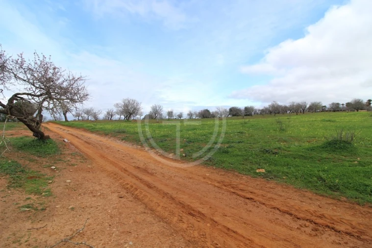 Terreno para Venda em Guia Foto 7