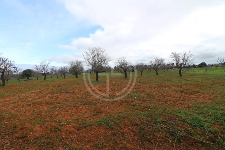 Terreno para Venda em Guia Foto 9