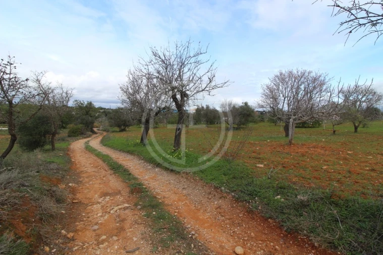 Terreno para Venda em Guia Foto 10