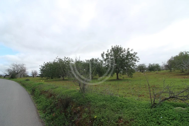 Terreno para Venda em Guia Foto 11