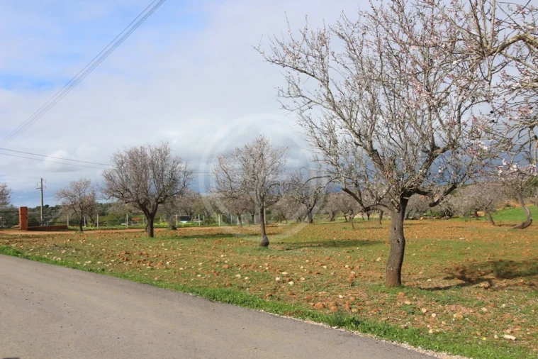 Terreno para Venda em Guia Foto 21