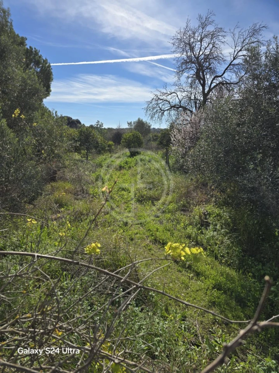 Terreno para Venda em Conceição e Estoi Foto 6