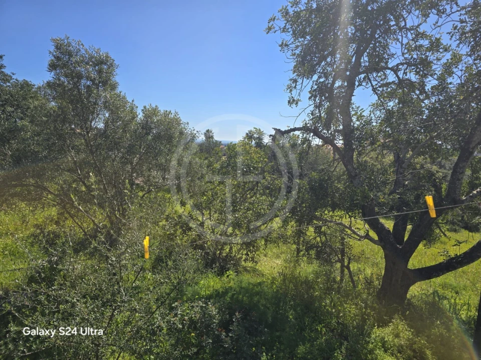 Terreno para Venda em Santa Barbara de Nexe Foto 8