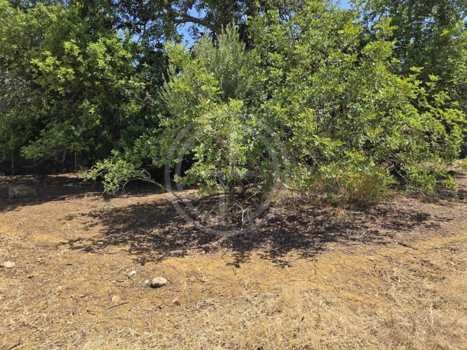 Terreno para Venda em Santa Barbara de Nexe Foto 4