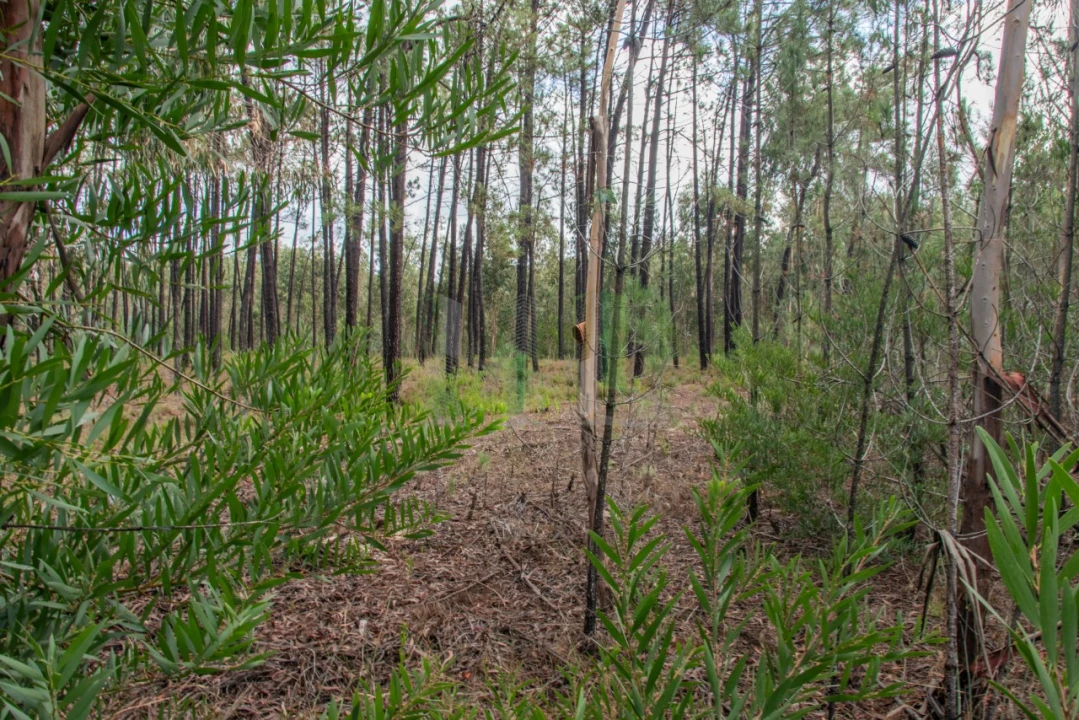 Terreno para Venda em Marinha das Ondas Foto 12