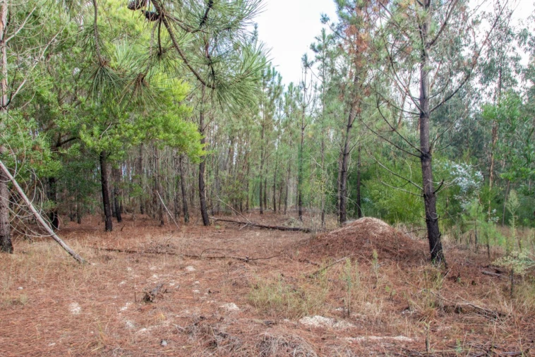 Terreno para Venda em Marinha das Ondas Foto 19