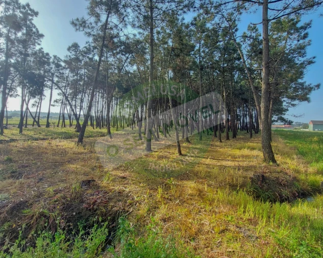 Terreno para Venda em Marinha das Ondas Foto 12
