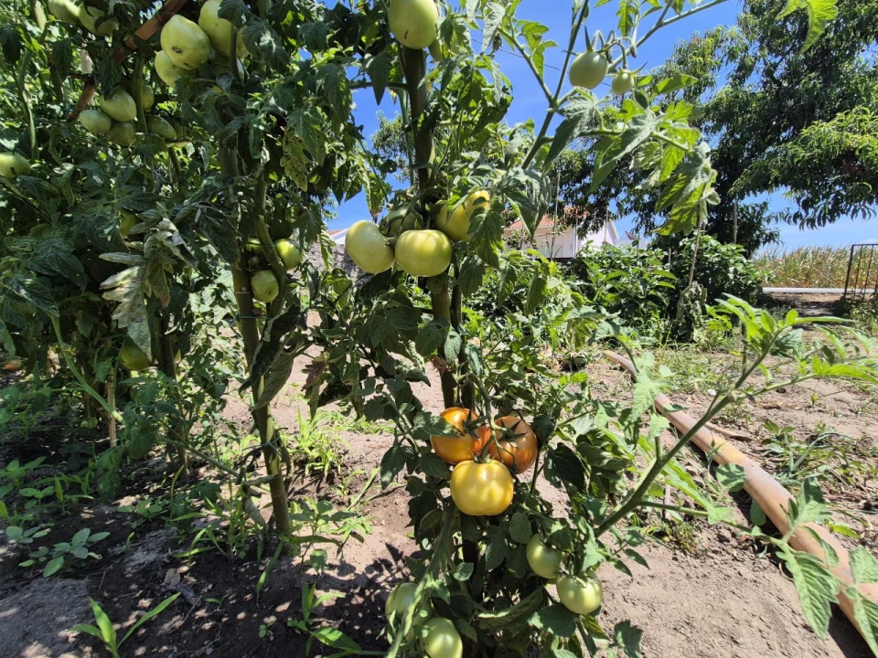 Terreno para Venda em Paião Foto 7