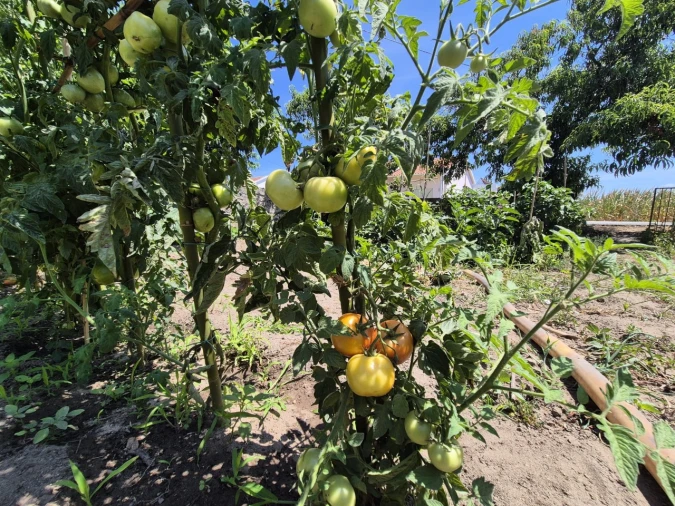 Terreno para Venda em Paião Foto 7