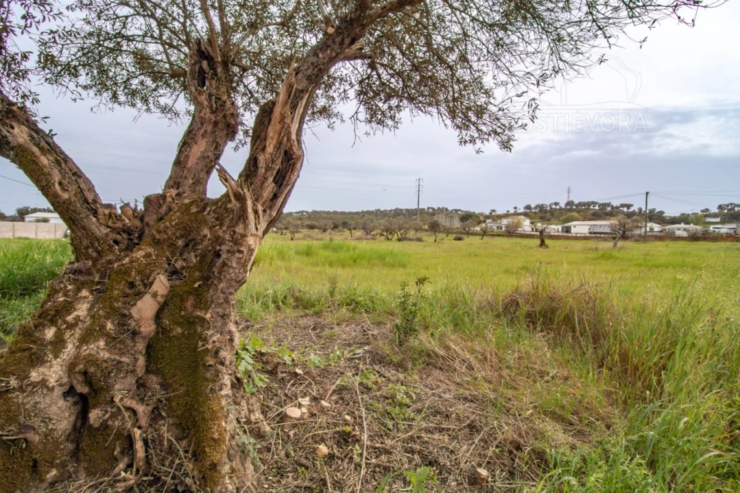 Terreno para Venda em Bacelo e Senhora da Saúde Foto 5