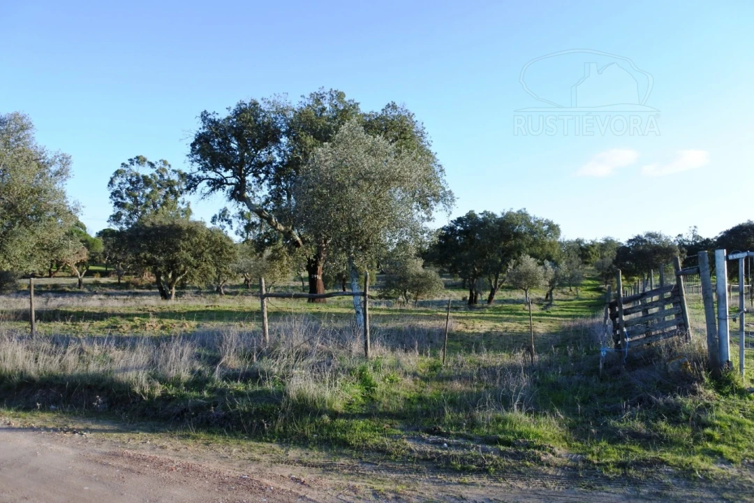 Terreno para Venda em Foros de Vale de Figueira Foto 4