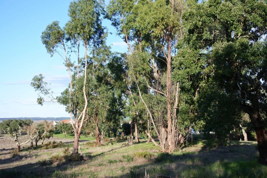Terreno para Venda em Foros de Vale de Figueira Foto 5