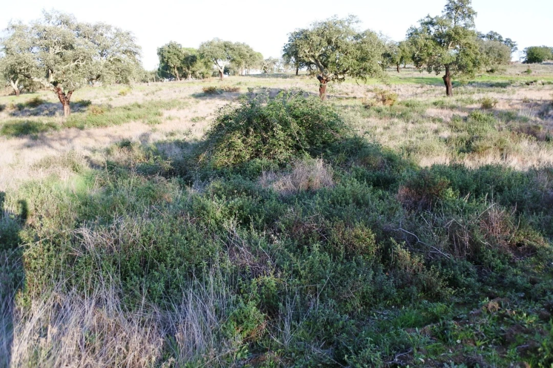 Terreno para Venda em Foros de Vale de Figueira Foto 7