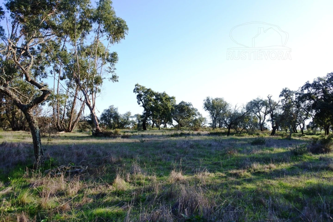 Terreno para Venda em Foros de Vale de Figueira Foto 11