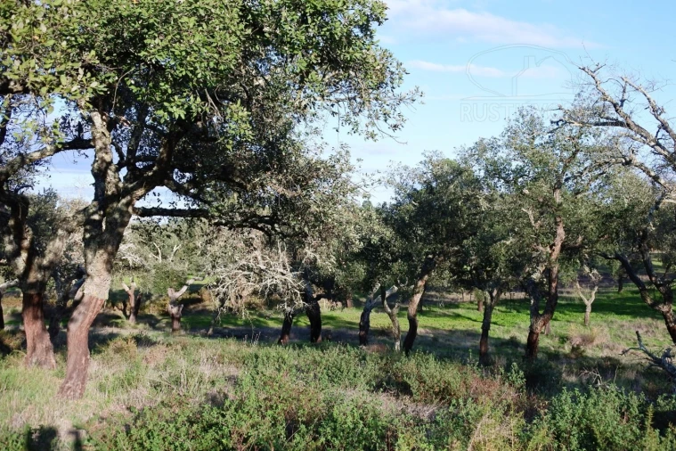Terreno para Venda em Foros de Vale de Figueira Foto 9