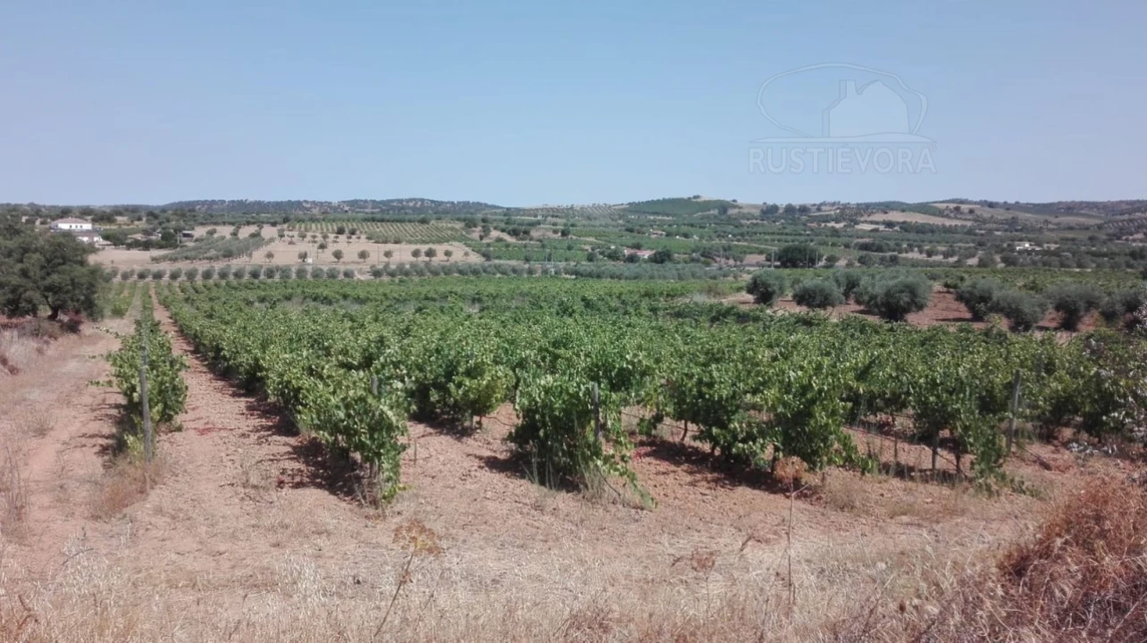 Terreno para Venda em Vila de Frades Foto 3